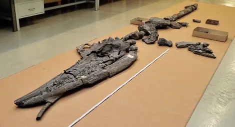 Учени откриха ембрион в утробата на ихтиозавър