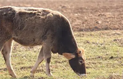 Пияната крава Нонка от Монтана изтрезня със суроватка