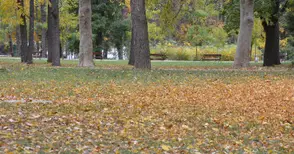 Комбинация от алкохол и похот ражда измислено изнасилване