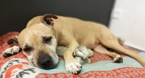 Кучетата също влизат в пубертет и стават особняци