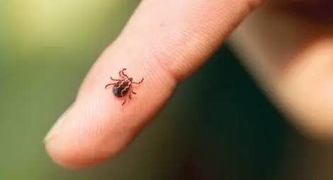 Опасностите, които крият кърлежите