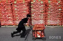 Разсад дава картофи и домати едновременно 