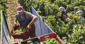134 милиона евро подпомагат  лозаро-винарския сектор