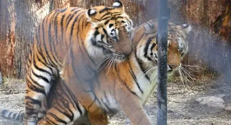 Чифтосващи се тигри спретнаха турски сериал във Варна