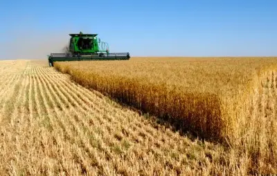 Предвижда се значителен износ на пшеница, въпреки дъжда