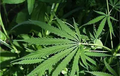 Аляска разреши пушенето на марихуана