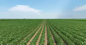 Около 1320 лева се търгува декар нива в община Русе