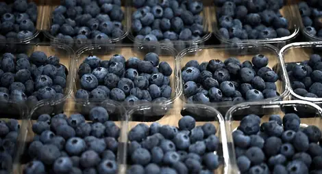 Боровинките укрепват костите и намаляват бръчките Боровинките укрепват костите и намаляват бръчките