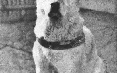 Хачико СНИМКА: Уикипедия