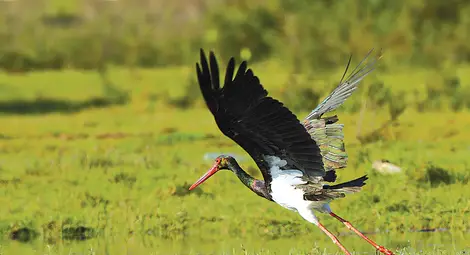 Черният щъркел изпревари Баба Марта в Поломието