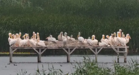 Пеликаните в „Сребърна“ започнаха да свиват гнезда Пеликаните в „Сребърна“ започнаха да свиват гнезда