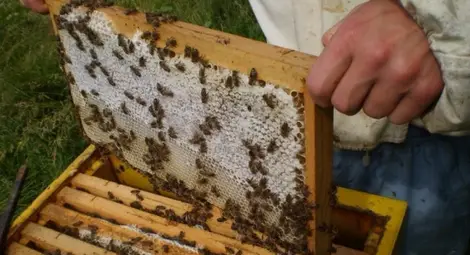 Пчеларите си извоюваха 2,4 милиона лева помощ