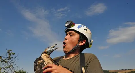 Спускане по 60 метра скала спаси единствения лешояд в Поломието