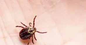 По 20 души на вечер търсят лекар за вадене на кърлеж