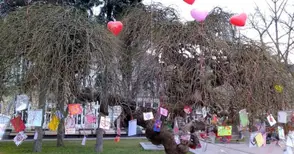 Дървото на влюбените в Русе отново разцъфва с над 300 валентинки