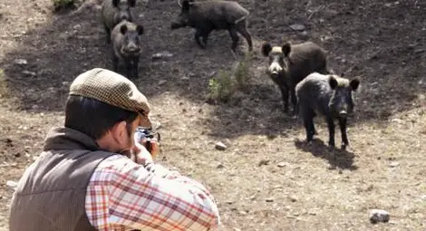 Груповият лов на дива свиня остава забранен