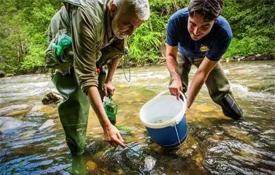 Пускат 100 000 пъстърви в планинските притоци на реките Струма, Места и Вит