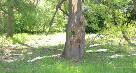 Светкавица прекърши дърво в русенския Парк на младежта /галерия/