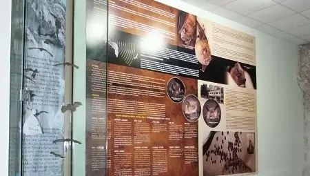 Русе се включва в Нощта на  прилепите с нова експозиция