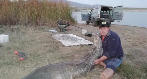 Сом с гигантски размери плува в язовир Берсин