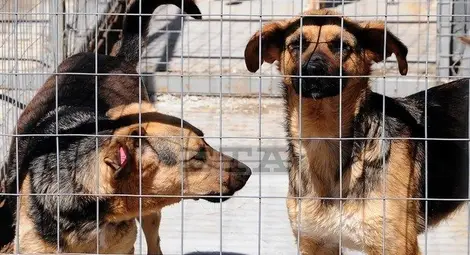 Бум на осиновени бездомни кучета и котки в Русе