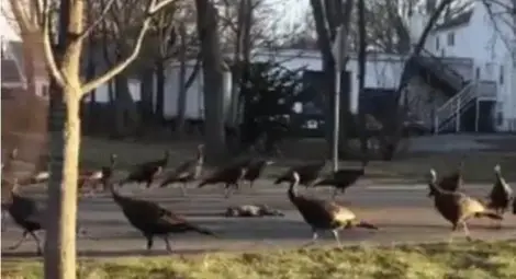 Науката обяснява защо 18 пуйки обикалят в кръг около мъртва котка