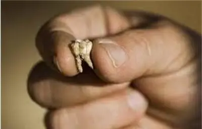 Френски археолог откри човешки зъб на около 560 000 години