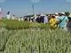 Иновации и над 60 сорта бяха представени на полето по време на Деня на пшеницата в Кубрат