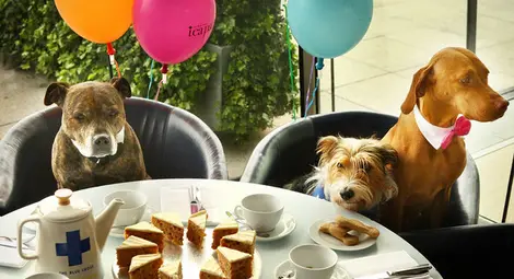 Създадоха чай за кучета Създадоха чай за кучета
