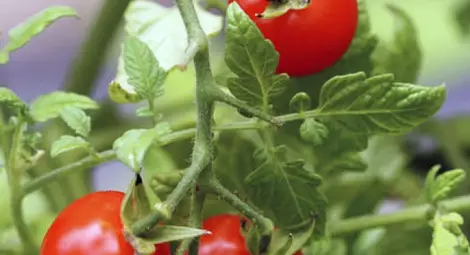 На Марс могат да се гледат домати