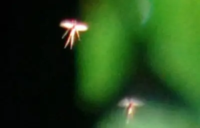 Британски професор засне феи /галерия/