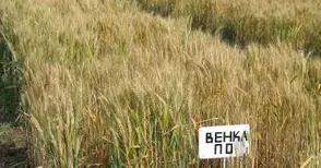 Турци харесаха нов сорт пшеница на „Образцов чифлик“