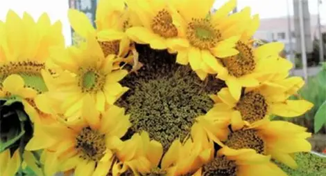 Цветя и зеленчуци мутанти се появиха край Фукушима