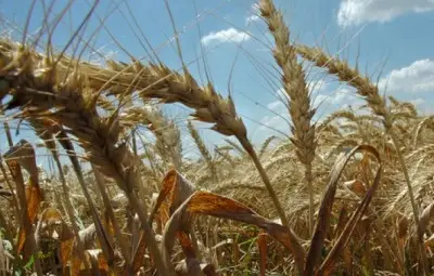 Жътвари си мерят сърповете в конкурс