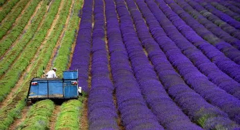 Добивът на лавандулово масло достигна рекордни нива