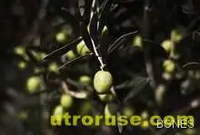 Откриха прародината на маслината