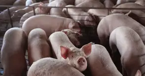 Ферма спечели още половин милион след борбата с африканската чума