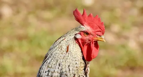 Учени съветват да се вслушваме в звуците, които издават селскостопанските животни