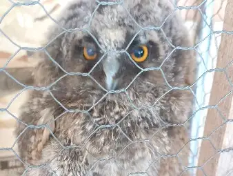 Една история за малко пернато бебе, съпричастност и законите на природата