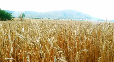 Държавата отдава 16 637 декара ниви за 5 години Държавата отдава 16 637 декара ниви за 5 години