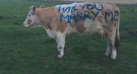 Мъж предложи брак на приятелката си върху... крава