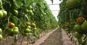 Производството на зеленчуци  скача с една трета за година