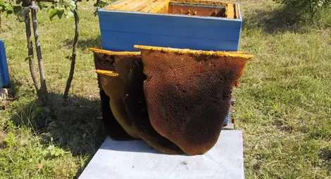 Пчеларите обвиняват полетата с рапица за празните кошери Пчеларите обвиняват полетата с рапица за празните кошери