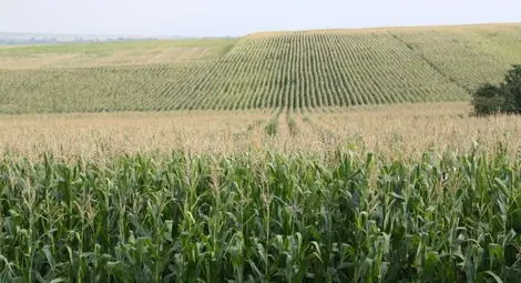 В България остава забраната за отглеждане на ГМО царевица