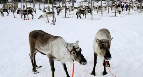 Реалити за елени е новият телевизионен хит в Норвегия