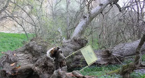 Мълчаливи титани пазят &bdquo;Русенски Лом&ldquo;