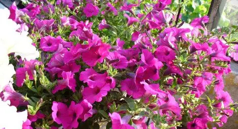 Двеста саксии с каскадни цвета украсиха централната улица в Русе