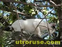 Британската полиция разследва котарак рецидивист 