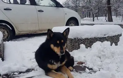 Българският Хачико: Куче се връща всеки ден на мястото, където загубва стопанина си