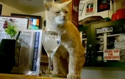 Почина котаракът-кмет от Аляска (Видео)